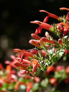 Climbing Penstemon, Heart leaved Keckiella, or Heartleaf Keckiella, Keckiella cordifolia  is hanging over our driveway and is native from about Santa Margarita  south to San Diego. This Native Penstemon was all over the north and east slopes of Los Angeles and parts of Southern California. A great addition to a native garden. - grid24_6