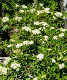 Red  stem dogwood is also known as Cornus sericea subsp. sericea. These plants are in flower in the Sierras - grid24_6