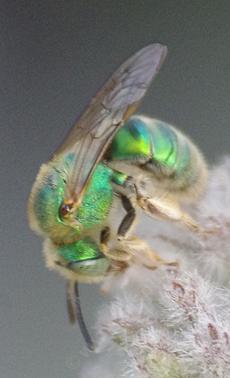 Green Sweat Bee, Agapostemon - grid24_6