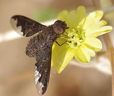 Sinuous Bee Fly (Hemipenthes sinuosa)
A parasite of parasitic bees such as Banchus and Ophion and parasitic flies like  tachinids - grid24_6