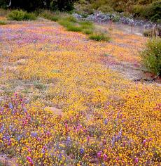 If the weeds are not there, California is amazing! When an annual native plant is done flowering it almost disappears and is nearly fire proof. Large areas of California used to look like this in spring. Can you imagine what inner Los Angeles could look like if it was still natural? - grid24_6
