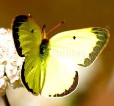 Colias harfordii, Harford's Sulphur on a California Buckwheat - grid24_6