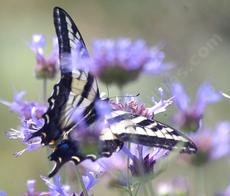 If you've not figured it out yet, Salvia clevelandii Alpine is a great wildlife plant. - grid24_6