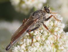A Robber Fly, Stenopogoninae is a rather ruthless predator. Most small flies, bees and other insects are nothing but lunch. - grid24_6