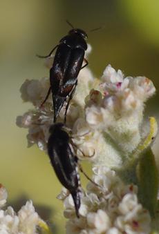 Two Tumbling flower beetles, Mordella hubbsi, on Buckwheat flowers. These little beetles can predate a plant or pollinate a plant. - grid24_6