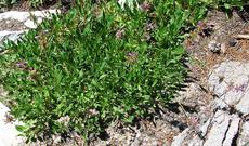 Sierra Penstemon in a Sierra Meadow at about 7500 feet. The Sierra Penstemon makes a nice small scale groundcover. - grid24_6