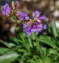 Pincushion Beardtongue, Penstemon procerus brachyanthus, is a wonderful rock garden plant. - grid24_6
