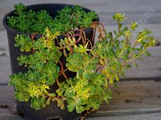 This little succulent loves containers. - grid24_6