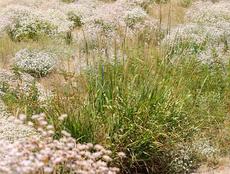 This was a planting down by our bridge. I thought the Giant Rye / Buckwheat mix was wonderful. - grid24_6