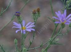 Aster occidentalis. Western Aster - grid24_6