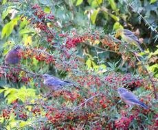 Three Western Bluebirds, and a female Western Tanager enjoying breakfast in a Mahonia nevinii. This Barberry is very slow, but the wildlife will show up as soon as the first flower or berry shows up in the garden. - grid24_6