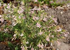 Pink California Fuchsia bush can be used a pink ground cover. - grid24_6