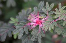 Calliandra eriophylla, Fairy Duster. with leaves. - grid24_6