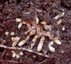 Frankia Actinorhizal Symbiosis Root Nodules are GOOD! - grid24_6