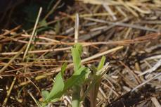 This is what the corn looks like after the rabbit eats it. - grid24_6