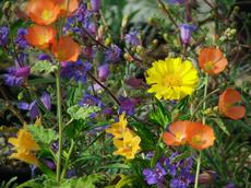 I pushed a few gallon containers together so you can visualize a California wildflower bouquet. Native plants are beautiful and can create a spectacular garden. - grid24_6