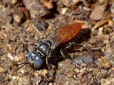 Looks like a fly, acts like a wasp. It's a Square-headed Waspi - grid24_6