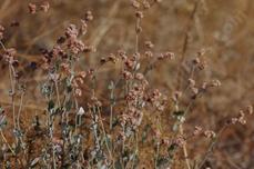 Ash leaf buckwheat with the pink flowers turning rust in fall - grid24_6