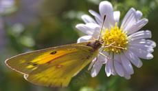 Alfalfa or Orange Sulfur Butterfly, Colias eurytheme on Aster chilensis - grid24_6