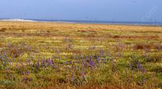 This wildflower show was surprising as this strip of Hwy. 58 west of Buttonwillow was usually dead. One of the Hazardous material dumps is in the background. - grid24_6