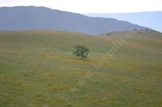 This area of the San Joaquin Valley used to have blue oaks, cactus and TONS of poppies. - grid24_6