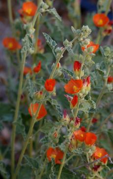 Sphaeralcea emoryi, Emory's Desert Mallow  flowers are a deep orange. - grid24_6