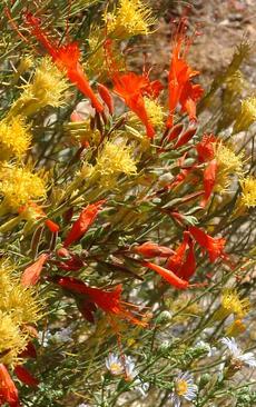 Zauschneria latifolia johnstonii, Aster chilensis and Chrysothamnus nauseosus all flower in late fall.
 - grid24_6
