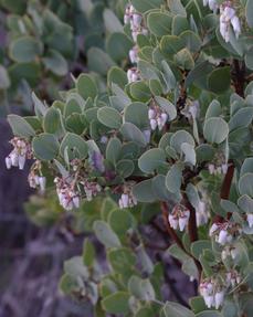 This manzanita was growing along Kanan Rd. in the Santa Monica Moutains. This form of Arctostaphylos glauca, Big Berried Manzanita is distint to the western Los Angeles basin. - grid24_6