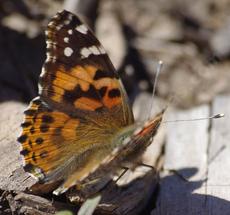 Vanessa cardui , Painted Lady in January probably just after  emerging, wing open - grid24_6