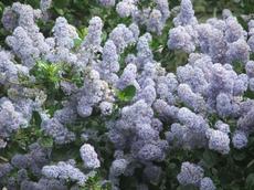 Ceanothus Remote Blue has a lot of blue flowers on green glossy foliage. - grid24_6