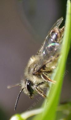 Andrena bee, is a great pollinator and lives in the ground and is called a mining bee or sand bee. - grid24_6