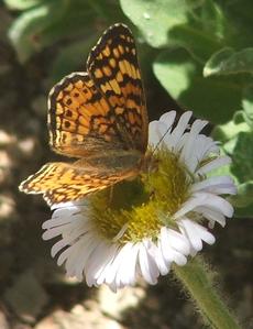 Mylitta Crescent butterfly - grid24_6