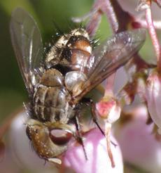a form of Tachinidae, maybe Gonia fly working the flowers of Arctostaphylos standfordiana  - grid24_6
