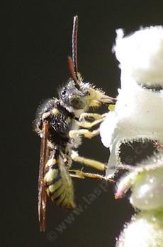 Nomada – cuckoo bee - grid24_6
