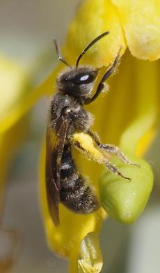 Halictini, Sweat Bee on Isomeris arboreus - grid24_6