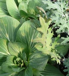 The flat of vegetables before they were planted out. In a city balcony you could grow these. - grid24_6