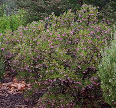 Arctostaphylos stanfordiana bakeri, Louis Edmunds Manzanita can be very showy,  particularly as a hedge or specimen. - grid24_6