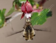 Beefly on Ribes caliofornicum - Bombylius major - grid24_6