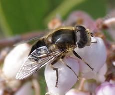 Eristalis on Arctostaphylos Austin Griffith - grid24_6