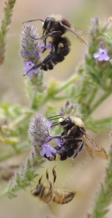 black bumblebee with two yellow stips on butt - Bombus vosnesenskii  - grid24_6