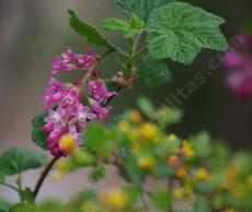 Ribes sanguineum glutinosum, Pink-Flowered Currant (wetter spot) mixed with Golden Currant,  Ribes aureum gracillimum (drier spot). - grid24_6