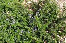 Ceanothus prostratus is a moundy ground cover  with blue flowers. - grid24_6