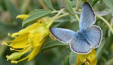 Glaucopsyche lygdamus, Silvery Blue with  Isomeris - grid24_6