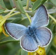 Glaucopsyche lygdamus, Silvery Blue on a Isomeris - grid24_6