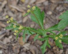 Sanicula crassicaulis, Pacific blacksnakeroot, Pacific Sanicle - grid24_6