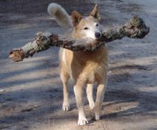 Carry a big stick and bark softly. Can't bark loud because of stick... - grid24_6