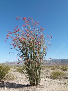 Ocotillo, Fouquieria splendens - grid24_6
