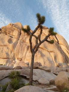Joshua Tree at  Joshua tree - grid24_6