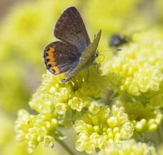 Acmon Blue Butterfly on Sulfur Buckwheat in the Santa Margarita garden. - grid24_6