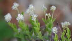 Whipplea modesta, Yerba de Selva and Whipplevine. - grid24_6